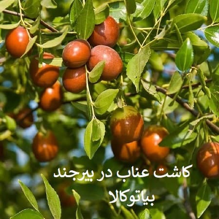 کاشت عناب در بیرجند